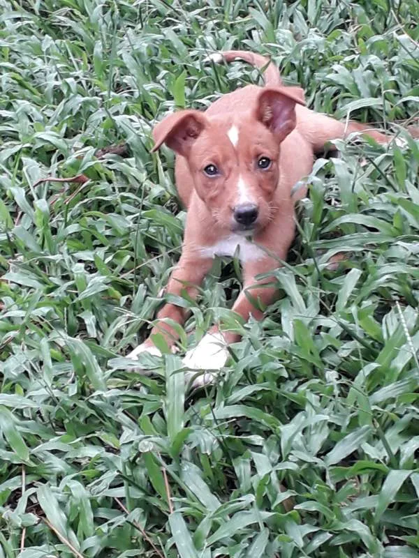 Cachorro ra a Sem raça definida idade 2 a 6 meses nome Fêmea Caramelo