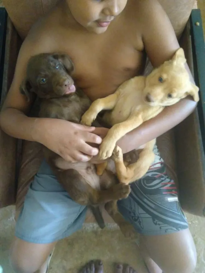 Cachorro ra a Vira lata idade Abaixo de 2 meses nome Kate e negão