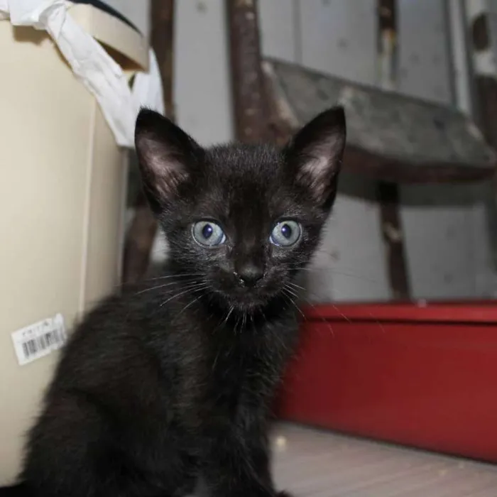 Gato ra a SRD idade Abaixo de 2 meses nome Cometa