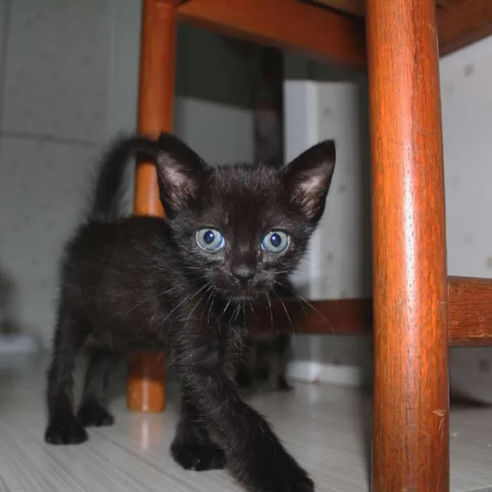 Gato ra a SRD idade Abaixo de 2 meses nome Cometa