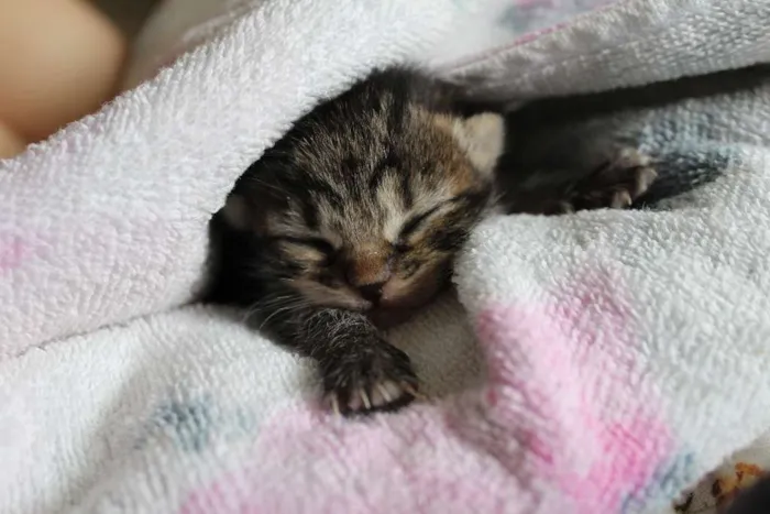 Gato ra a SRD idade Abaixo de 2 meses nome Cupido