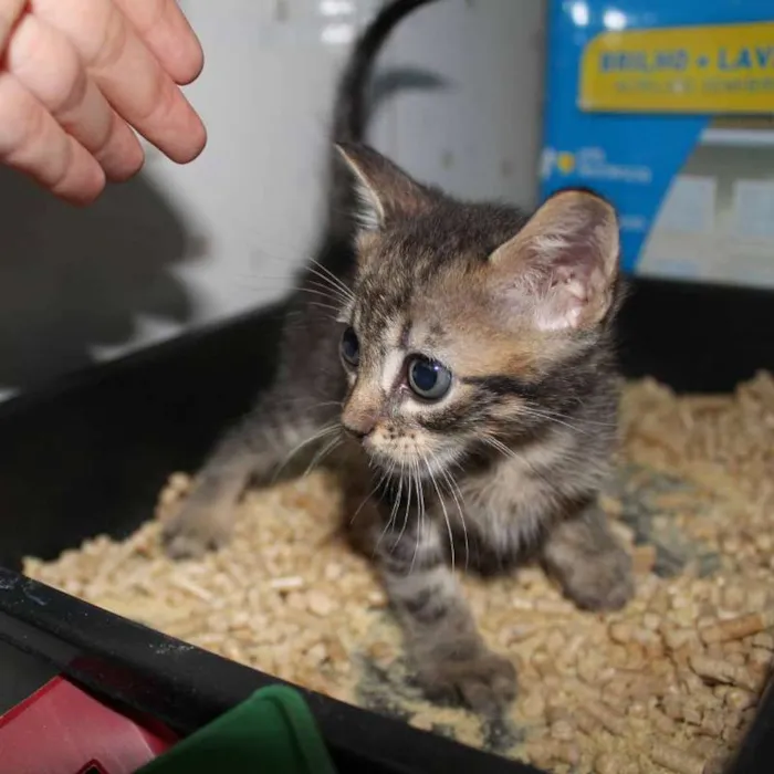 Gato ra a SRD idade Abaixo de 2 meses nome Cupido