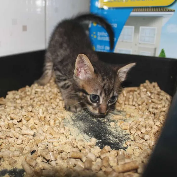 Gato ra a SRD idade Abaixo de 2 meses nome Cupido