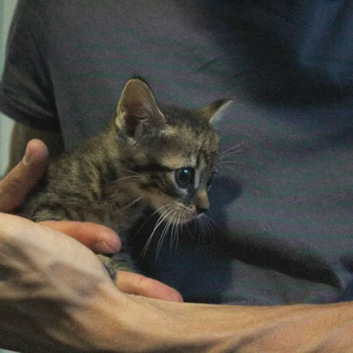 Gato ra a SRD idade Abaixo de 2 meses nome Cupido