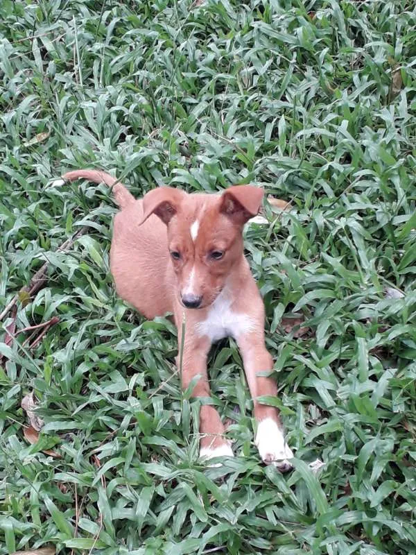 Cachorro ra a Sem raça definida idade 2 a 6 meses nome Fêmea Caramelo