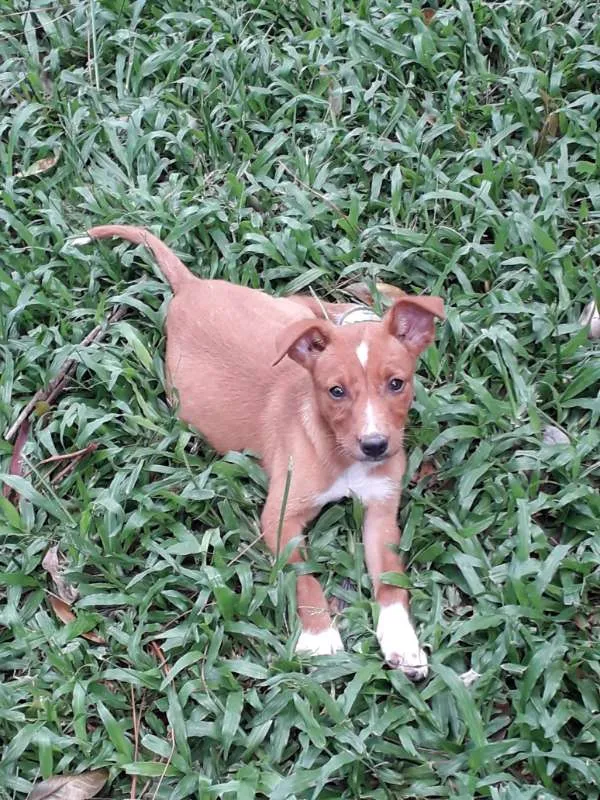 Cachorro ra a Sem raça definida idade 2 a 6 meses nome Fêmea Caramelo