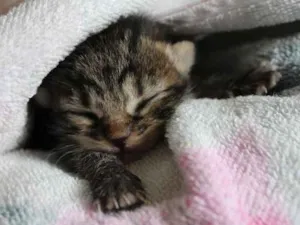 Gato raça SRD idade Abaixo de 2 meses nome Cupido