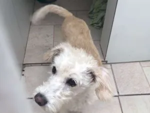 Cachorro raça Poodle idade 1 ano nome Branquinha 