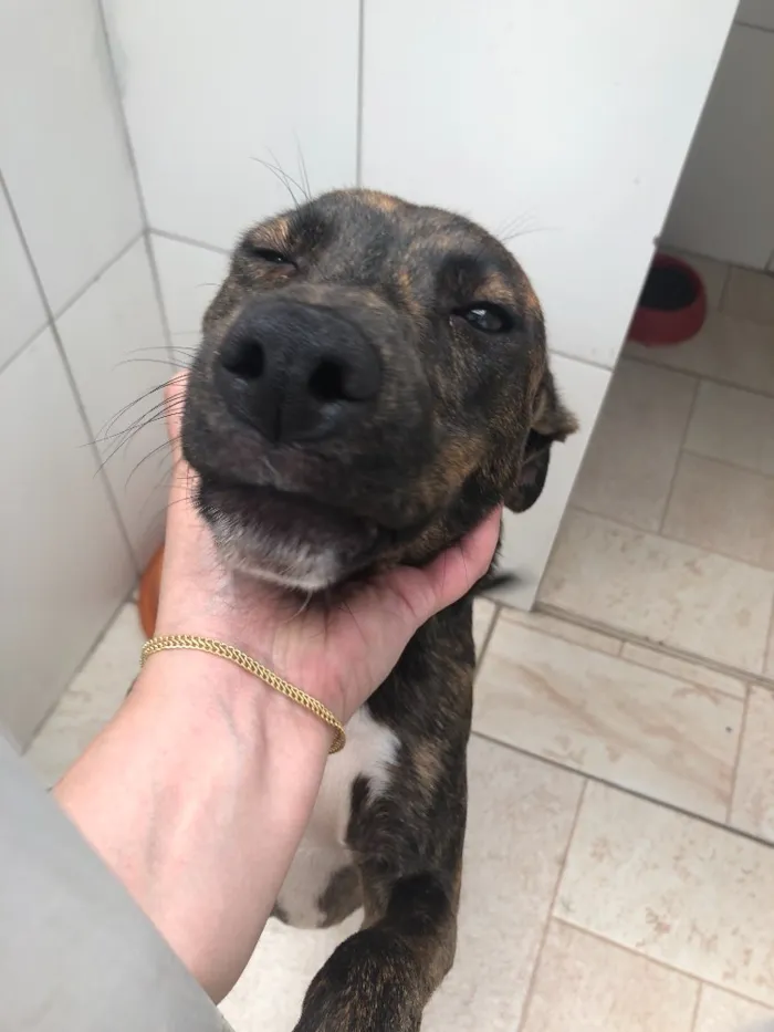 Cachorro ra a SRD idade 7 a 11 meses nome Eros