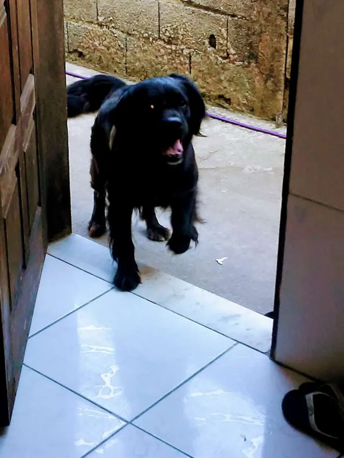 Cachorro raça Labrador idade 7 a 11 meses nome Pandora