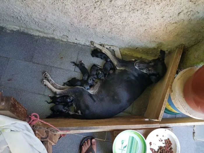 Cachorro ra a Vira-lata idade Abaixo de 2 meses nome Não tem nome