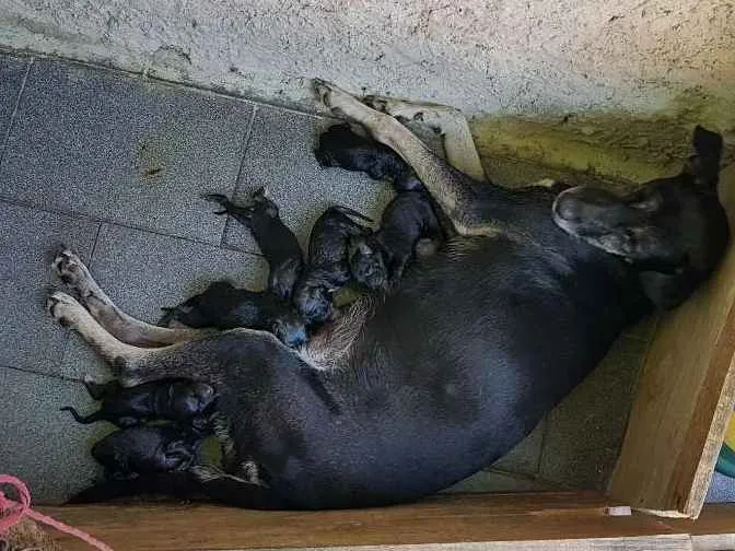 Cachorro ra a Vira-lata idade Abaixo de 2 meses nome Não tem nome