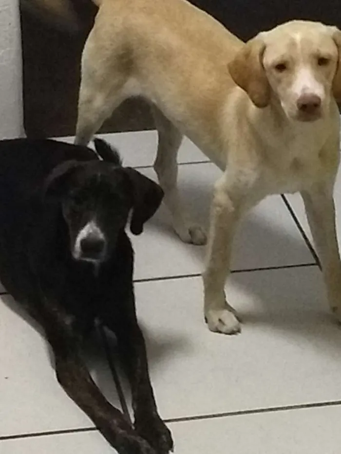 Cachorro ra a Vira lata  idade 2 a 6 meses nome Bucky e Davos