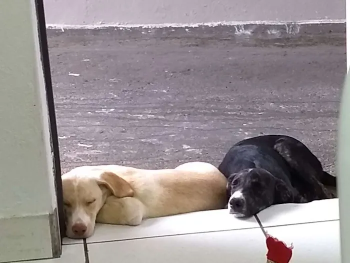 Cachorro ra a Vira lata  idade 2 a 6 meses nome Bucky e Davos