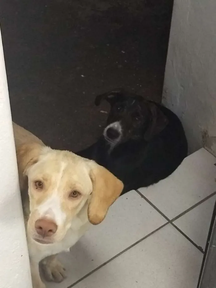 Cachorro ra a Vira lata  idade 2 a 6 meses nome Bucky e Davos