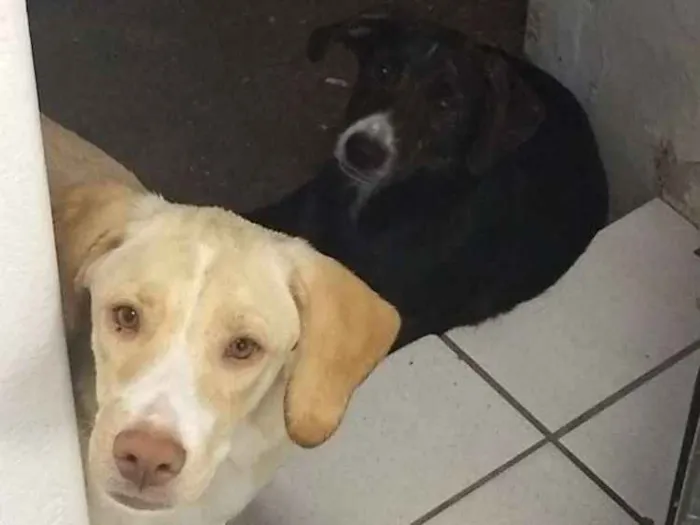 Cachorro ra a Vira lata  idade 2 a 6 meses nome Bucky e Davos