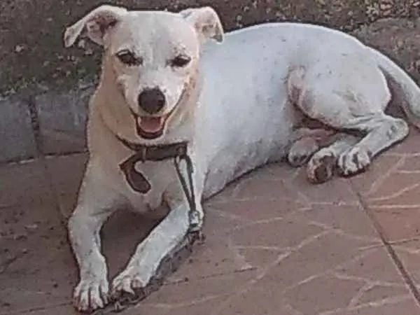 Cachorro ra a srd idade 6 ou mais anos nome totó