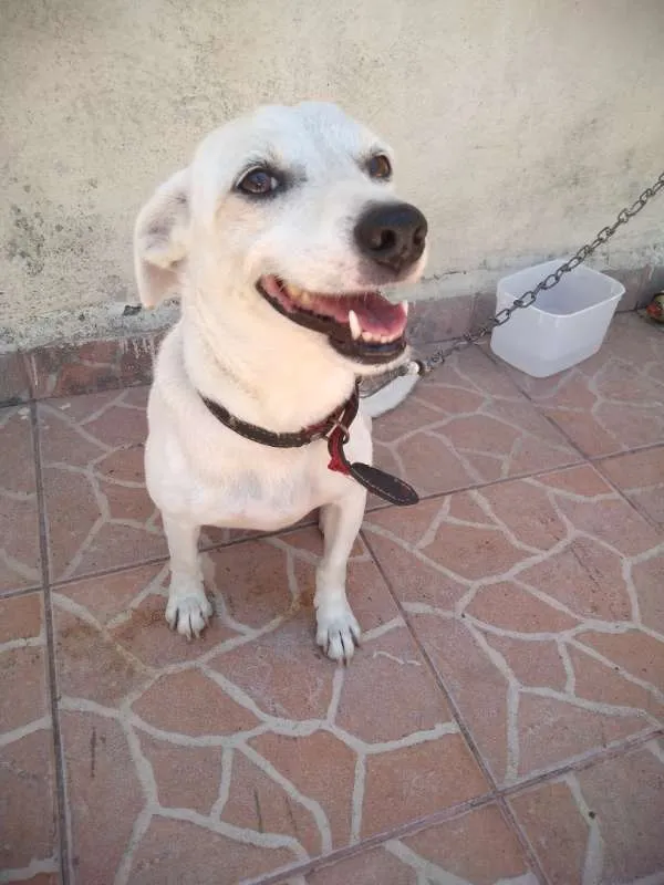 Cachorro ra a srd idade 6 ou mais anos nome totó