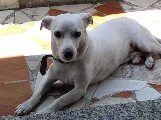 Cachorro ra a srd idade 6 ou mais anos nome totó