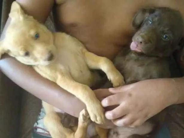 Cachorro ra a Vira lata idade Abaixo de 2 meses nome Kate e negão