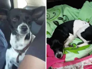 Cachorro raça Fox paulistinha idade 5 anos nome TITA