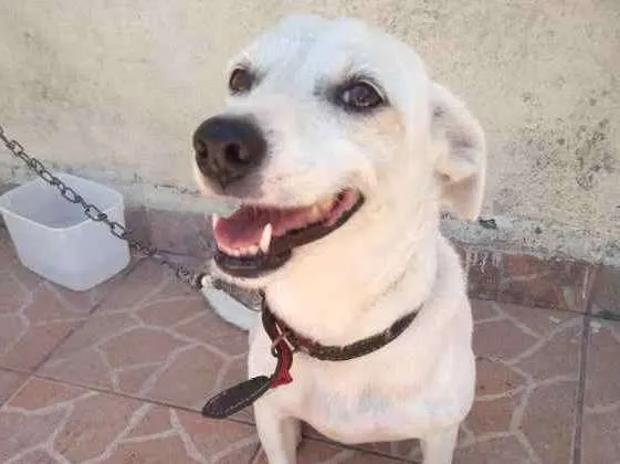 Cachorro ra a srd idade 6 ou mais anos nome totó