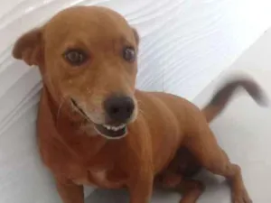 Cachorro raça Não definido  idade 4 anos nome Scooby