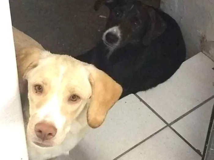 Cachorro ra a Vira lata  idade 2 a 6 meses nome Bucky e Davos