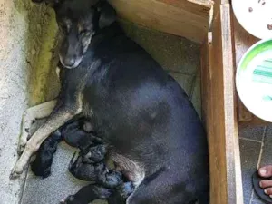 Cachorro raça Vira-lata idade Abaixo de 2 meses nome Não tem nome