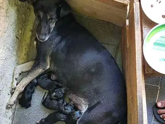 Cachorro ra a Vira-lata idade Abaixo de 2 meses nome Não tem nome