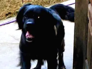 Cachorro raça Labrador idade 7 a 11 meses nome Pandora