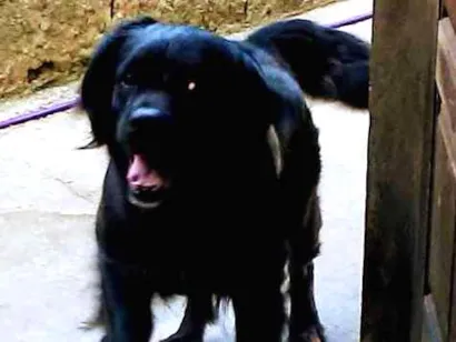 Cachorro raça Labrador idade 7 a 11 meses nome Pandora