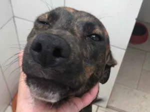 Cachorro raça SRD idade 7 a 11 meses nome Eros
