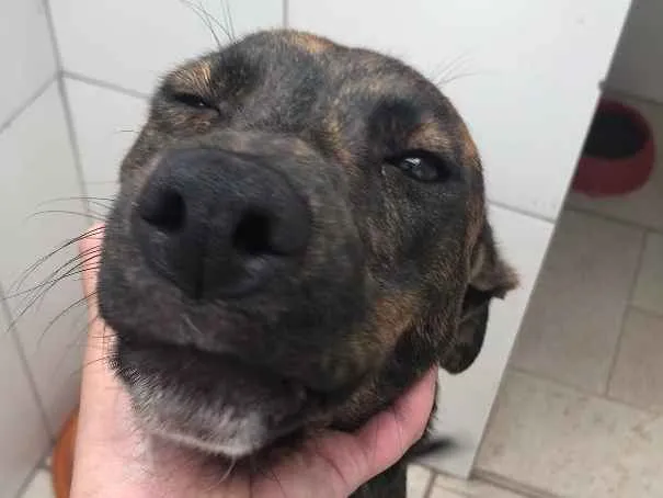 Cachorro ra a SRD idade 7 a 11 meses nome Eros