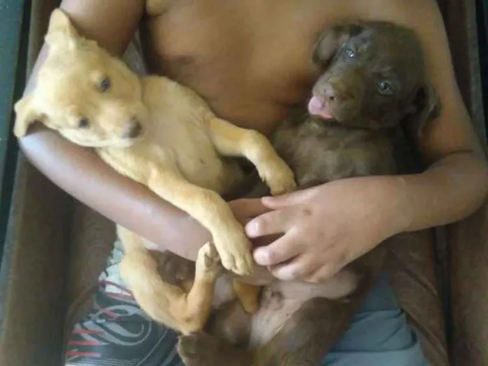 Cachorro ra a Vira lata idade Abaixo de 2 meses nome Kate