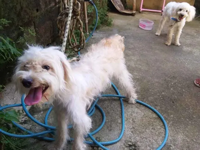 Cachorro ra a poodle idade 1 ano nome luna