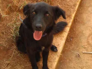 Cachorro raça INDEFINIDA idade 7 a 11 meses nome NITO