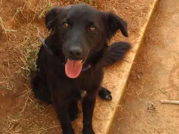Cachorro ra a INDEFINIDA idade 7 a 11 meses nome NITO