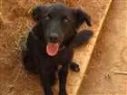 Cachorro raça INDEFINIDA idade 7 a 11 meses nome NITO