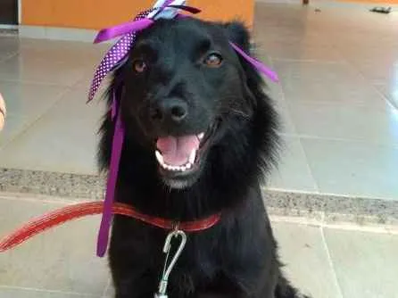 Cachorro ra a NA DEFINIDA idade 7 a 11 meses nome NITA