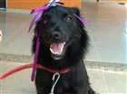 Cachorro raça NA DEFINIDA idade 7 a 11 meses nome NITA