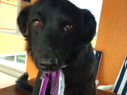 Cachorro ra a INDEFINIDA idade 7 a 11 meses nome NITO e NITA