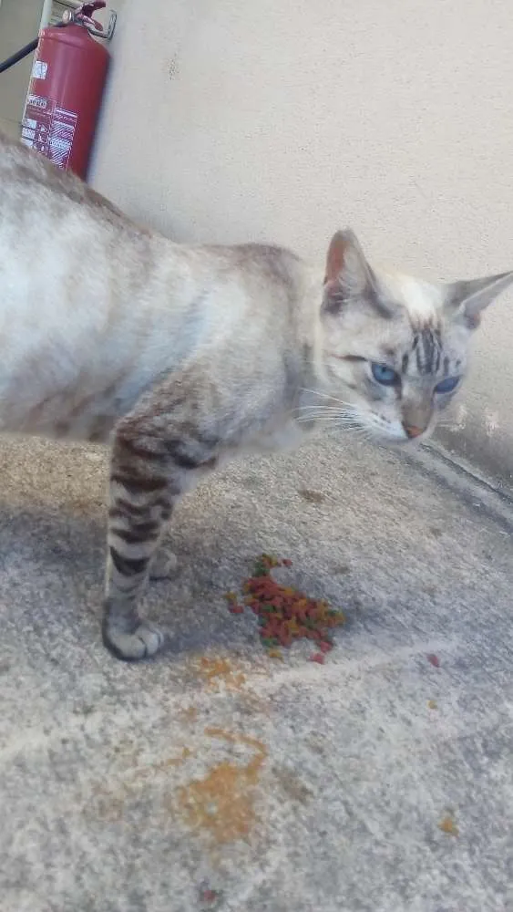 Gato ra a Sem raça definida idade 1 ano nome Lindinha