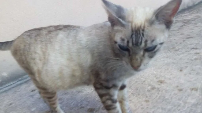 Gato ra a Sem raça definida idade 1 ano nome Lindinha