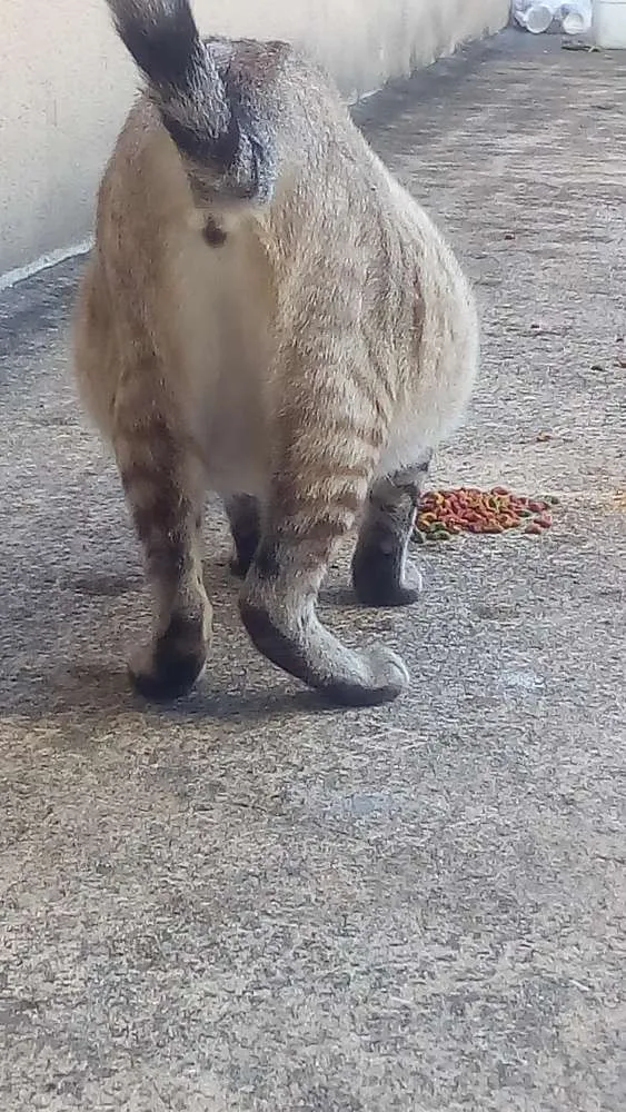 Gato ra a Sem raça definida idade 1 ano nome Lindinha