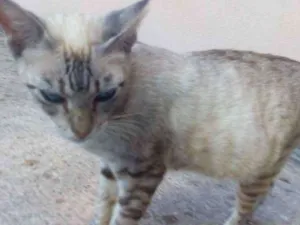 Gato raça Sem raça definida idade 1 ano nome Lindinha