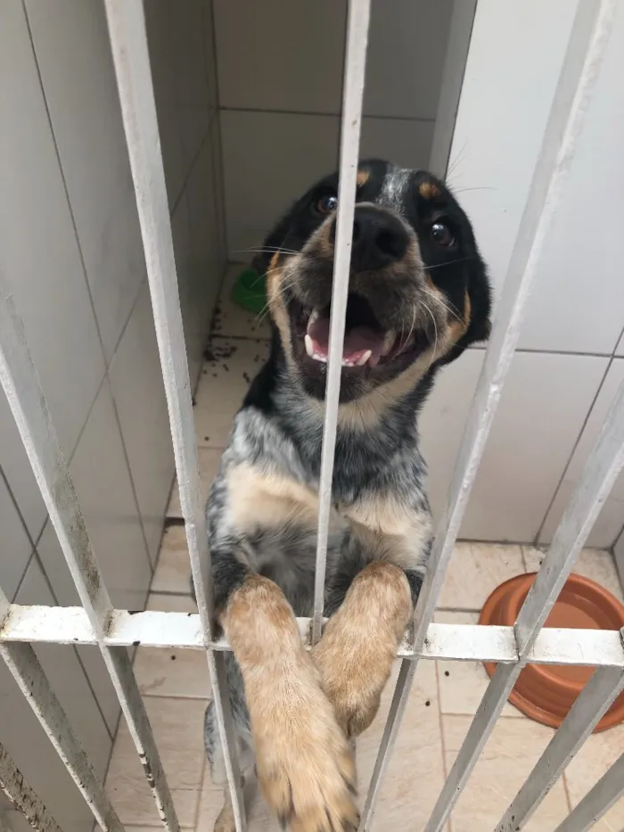 Cachorro ra a Mix de boiadeiro australiano  idade 1 ano nome Sardinha
