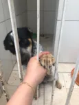 Sardinha