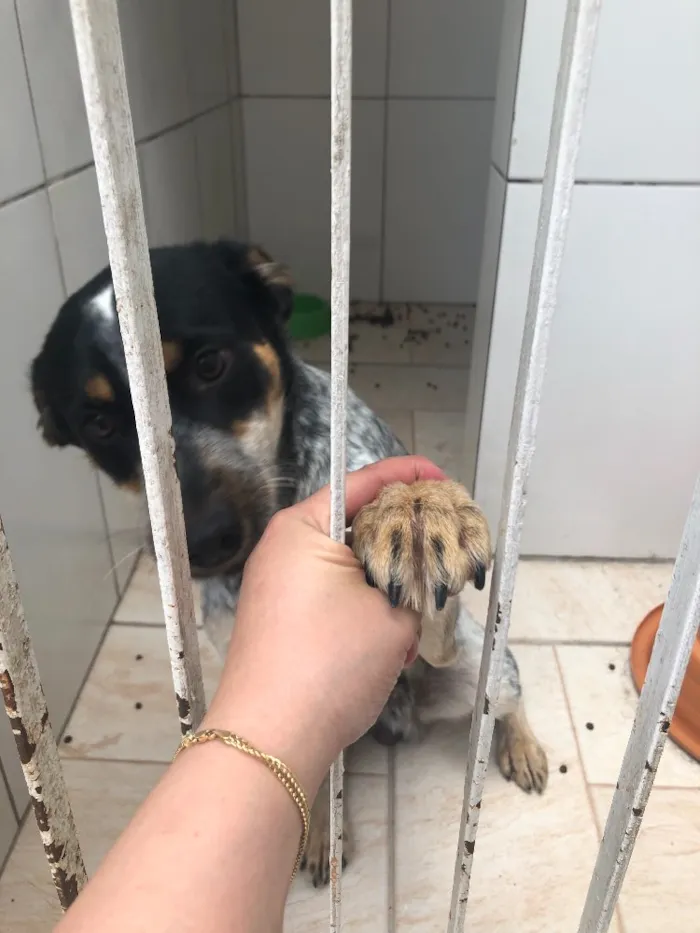 Cachorro ra a Mix de boiadeiro australiano  idade 1 ano nome Sardinha