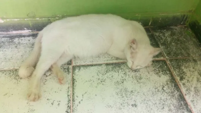 Gato ra a Sem raça definida idade 1 ano nome Branquinha